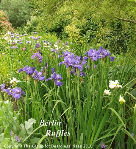 sib Berlin Ruffles (0)